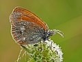 Tamsusis satyriukas Coenonympha glycerion