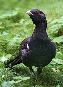 ♂ Tetrao urogallus (Western Capercaillie)