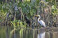 * Nomination Great white egret (Ardea alba) on Rio Napo --Charlesjsharp 20:18, 29 May 2025 (UTC) * Promotion  Support Good quality. --Harlock81 10:45, 31 May 2025 (UTC)