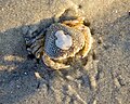 * Nomination Pennant's Swimming Crab --Stephan Sprinz 09:39, 10 May 2025 (UTC) * Decline  Oppose Sorry but it lacks detail IMHO --Poco a poco 17:52, 10 May 2025 (UTC)