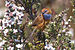 Stipiturus malachurus - Southwest National Park.jpg