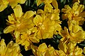 * Nomination Double early tulipa cultivar 'Monte Carlo' in the botanical garden in Munich --Kritzolina 15:07, 9 May 2025 (UTC) * Promotion Good quality. --Llez 05:15, 10 May 2025 (UTC)