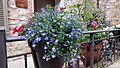 * Nomination: Starry Sky Flower - Aster ageratoides.---Anna.Massini 08:50, 5 May 2025 (UTC)Anna.Massini-Anna.Massini 08:50, 5 May 2025 (UTC) * * Review needed