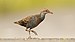 Buff-banded Rail 1 - Newington.jpg