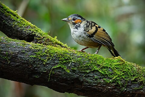 Chestnut-eared Laughingthrush