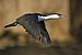 Phalacrocorax fuscescens in flight 1 - SE Tasmania.jpg