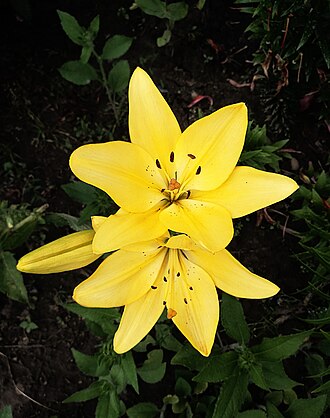 Lilium parryi; Lilia