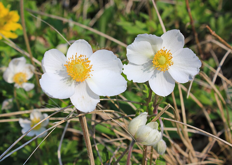 Anemone sylvestris. Erzgebirgskreis, Sachsen.