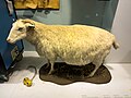 * Nomination Tracy the transgenic sheep, Science Museum, London --Mike Peel 09:29, 3 May 2025 (UTC) * Promotion  Support Good quality. --Екатерина Борисова 00:43, 10 May 2025 (UTC)