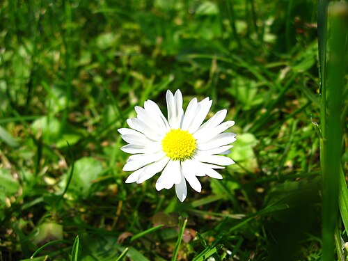 A daisy picture i took on a day trip