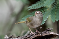 * Nomination An Olive Sparrow, Edinburg, Texas. --Needsmoreritalin 01:29, 10 May 2025 (UTC) * Promotion  Support Good quality. --Bgag 02:33, 10 May 2025 (UTC)