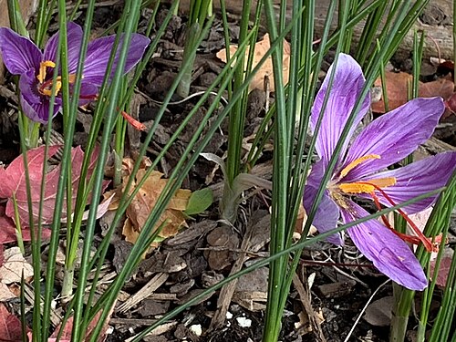 Saffron in autumn bloom