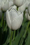 * Nomination: Tulipa cultivar "Hakuun" in the botanical garden in Munich, Germany --Kritzolina 16:37, 29 April 2025 (UTC) * Review Why so dark? Brightest pixel is around 80 %. --Plozessor 04:11, 8 May 2025 (UTC)