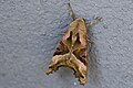 * Nomination: angle shades. --Romzig 18:51, 05 May 2025 (UTC) * Review As an image, this one is generally well done with one exception. Other category images of this moth, particularly the QI-rated ones, are sharp over all of the insect. This one is definitely soft in the tail area. Greater depth of field would help. --GRDN711 05:55, 9 May 2025 (UTC) Thanks for the review. I don't know how this can be corrected through image editing. So should it be rejected? --Romzig 20:25, 09 May 2025 (UTC)