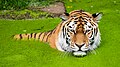 * Nomination Siberian tiger in Duisburg Zoo taking a bath in a pond convered with Lemna --Tuxyso 19:43, 30 May 2025 (UTC) * Promotion  Support Very cute and satisfying quality --PantheraLeo1359531 19:55, 30 May 2025 (UTC)