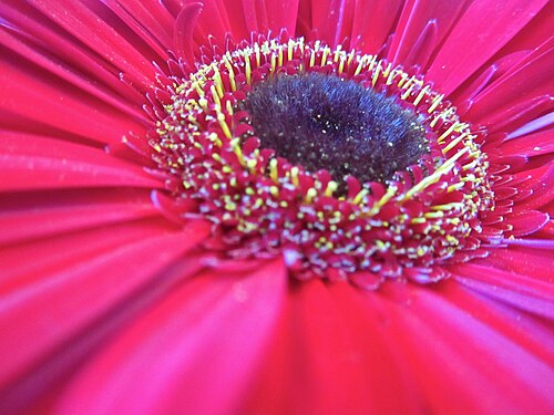 Flower Gerber Daisy from North Macedonia/ Цвет од Гербер