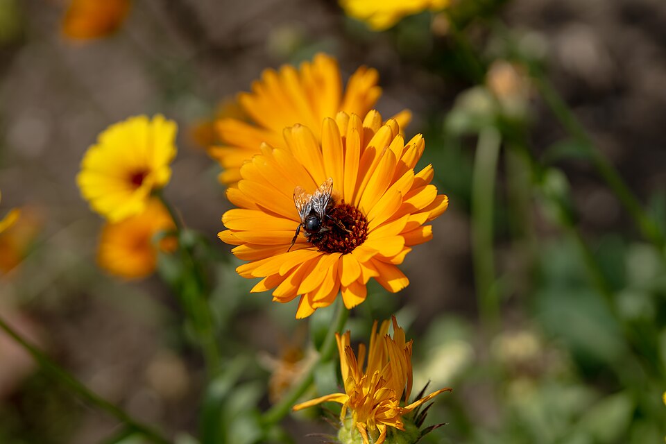 Fly over NN at a flower garden in Altenberge, Münsterland, Germany