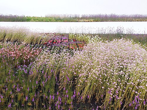 field of flower in EXPO 2025