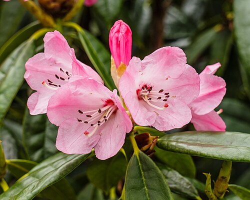 Hortus Haren. Flowers of a Rhododendron calophytum.