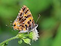 * Nomination Catapaecilma subochrea (Elwes,1893)- Yellow Tinsel. By User:Atanu Bose Photography --Atudu 02:30, 30 May 2025 (UTC) * Promotion  Support Good quality. --Lvova 09:03, 30 May 2025 (UTC)