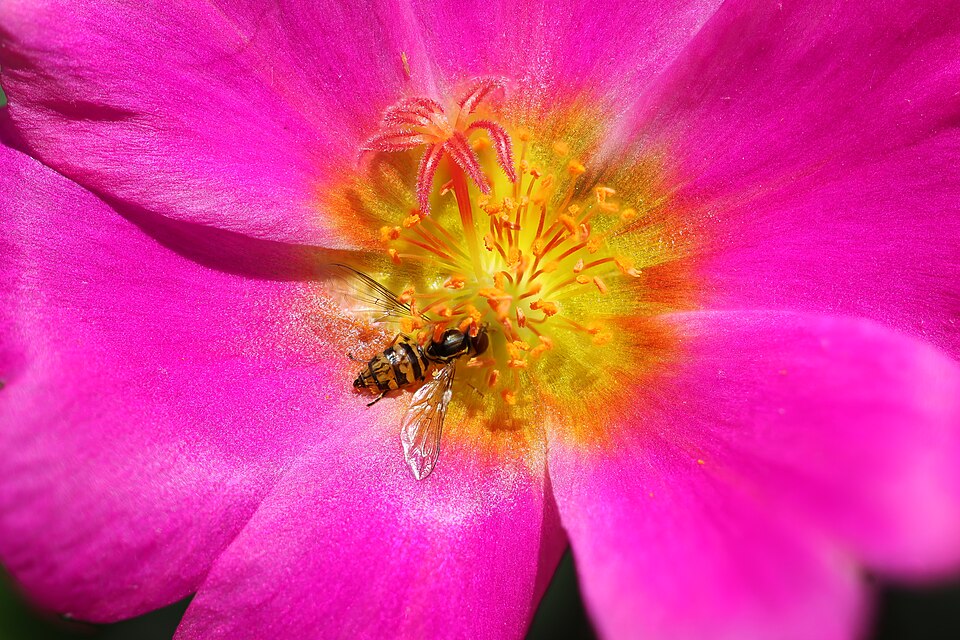 Purslane with Bee (Portulaca oleracea)