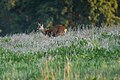 * Nomination: roe deer in a field in Kröllwitz in Halle (Saale), Germany. --Romzig 20:06, 24 May 2025 (UTC) * * Review needed