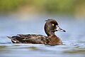 * Nomination A female tufted duck swimming. --Alexis Lours 08:16, 10 May 2025 (UTC) * Promotion  Support Good quality. --FlocciNivis 09:04, 10 May 2025 (UTC)  Support Excellent. Better than the pair on enwiki as these show relative size. --Charlesjsharp 11:04, 10 May 2025 (UTC)