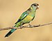 Mallee ringneck - Patchewollock Conservation Reserve.jpg