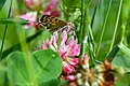 * Nomination: Moth on a clover flower. --Romzig 20:15, 09 May 2025 (UTC) * Review Good picture but needs better description and/or categorization. At least a (rough) location. --Plozessor 03:19, 10 May 2025 (UTC) Thanks for the review. I've added the information. --Romzig 09:36, 10 May 2025 (UTC)