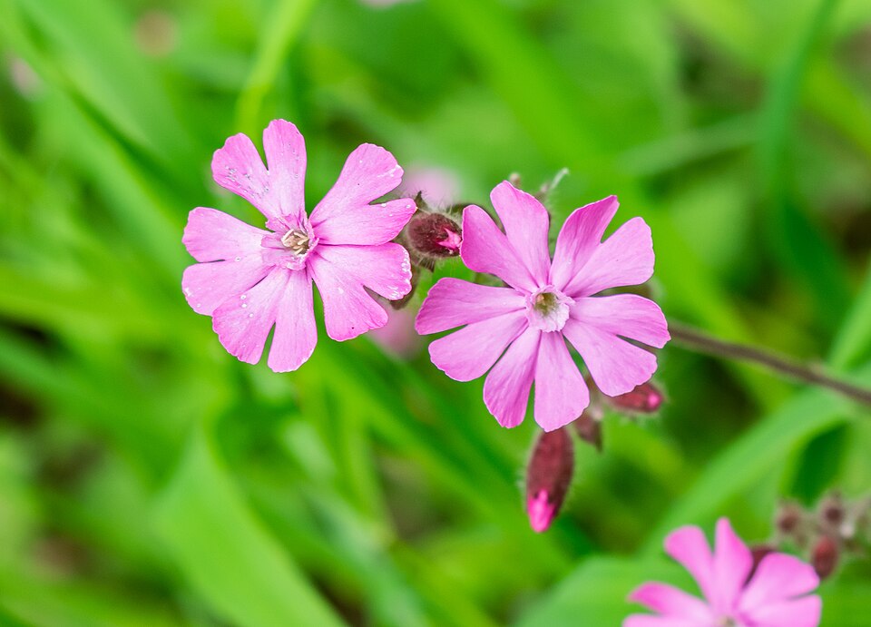 Silene dioica in commune of Menet, Cantal, France