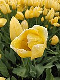 * Nomination A tulip near VDNCH --Lvova 07:46, 23 May 2025 (UTC) * Decline  Oppose Everything is blurred. --Sebring12Hrs 20:29, 30 May 2025 (UTC)