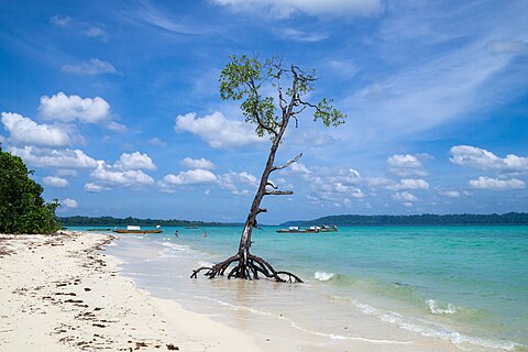 A solitary mangrove tree on the beach. Havelock (Swaraj Dweep), Andaman and Nicobar Islands.