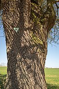 * Nomination 'Pear tree at the goose ditch' natural monument near Abersfeld --Plozessor 03:18, 10 May 2025 (UTC) * Promotion  Support Good quality. --Jakubhal 04:13, 10 May 2025 (UTC)