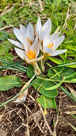 Crocus family