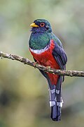 * Nomination Masked trogon (Trogon personatus temperatus) male --Charlesjsharp 11:37, 9 May 2025 (UTC) * Promotion  Support Good quality. --JoachimKohler-HB 16:38, 9 May 2025 (UTC)
