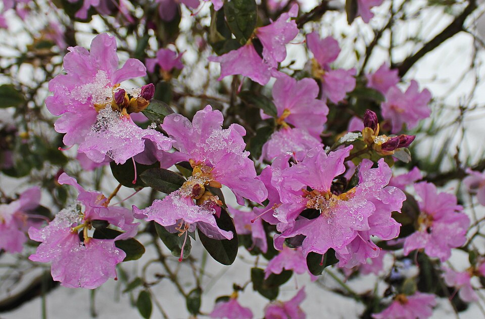 Rhododendron. Schneefall im Frühling in Sachsen. Aufgenommen in Hohndorf Erzgebirge.