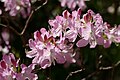 * Nomination Rhododendron Vaseyi in the botanical garden in Munich, Germany --Kritzolina 15:07, 9 May 2025 (UTC) * Promotion  Support Good quality. --Екатерина Борисова 00:26, 10 May 2025 (UTC)