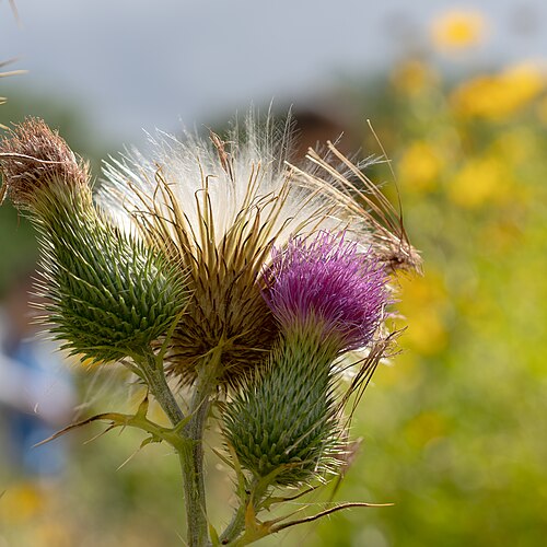 Cirsium eristhales in the Botanical Garden, Münster, Germany