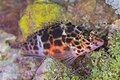 * Nomination: Coral hawkfish (Cirrhitichthys oxycephalus), Zanzibar, Tanzania --Poco a poco 12:07, 4 May 2025 (UTC) * * Review needed