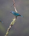 * Nomination: Thraupis cyanoptera por Luiz Alves --Rodrigo.Argenton 01:16, 28 May 2025 (UTC) * * Review needed
