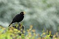 * Nomination Male blackbird in the Kröllwitz district of Halle (Saale), Germany. --Romzig 13:45, 29 May 2025 (UTC) * Promotion  Support Good quality. --Tisha Mukherjee 05:27, 31 May 2025 (UTC)