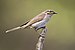 Caligavis chrysops - Lake Parramatta Reserve.jpg