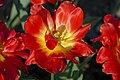 * Nomination Double early tulipa cultivar 'Abba' in the botanical garden in Munich, Germany --Kritzolina 15:07, 9 May 2025 (UTC) * Promotion  Support Good quality. --Romzig 18:59, 06 May 2025 (UTC)