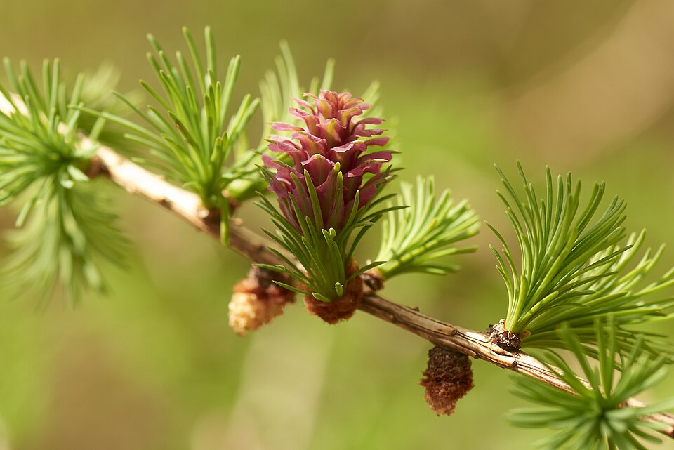 Flower cone of european larch tree, Mölndal, Sweden