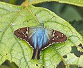 * Nomination: Spot-banded longtail (Urbanus pronta) --Charlesjsharp 11:12, 11 May 2025 (UTC) * Review Too much (above all chroma) noise --Poco a poco 11:57, 11 May 2025 (UTC)