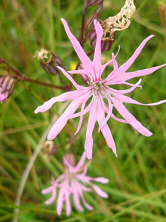 Cuckoo campion, Harris, Outer Hebrides, Scotland