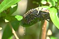 * Nomination: mottled shieldbug. --Romzig 19:21, 06 May 2025 (UTC) * * Review needed