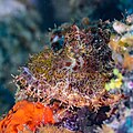 * Nomination: Tasseled scorpionfish (Scorpaenopsis oxycephala), Zanzibar, Tanzania --Poco a poco 12:07, 4 May 2025 (UTC) * * Review needed