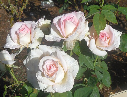 "Falling In Love" (AARS 2007) cultivar rose at the A.C. Postel Memorial Rose Garden in Santa Barbara, California