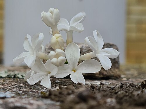 White flowers